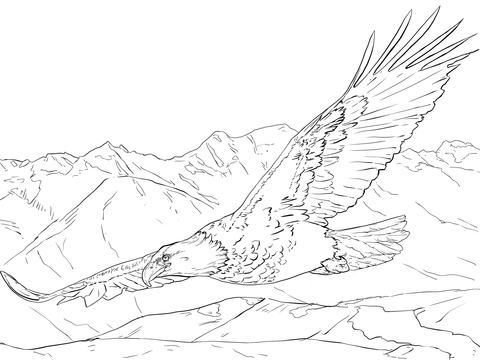 Bald Eagle Soaring Coloring Page